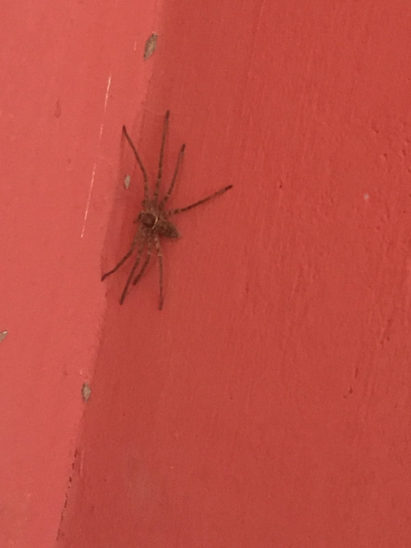 These are four different spiders, all decided to reside in my home, fortunately I have a daughter, aka the killer, who took care of such things...except one.